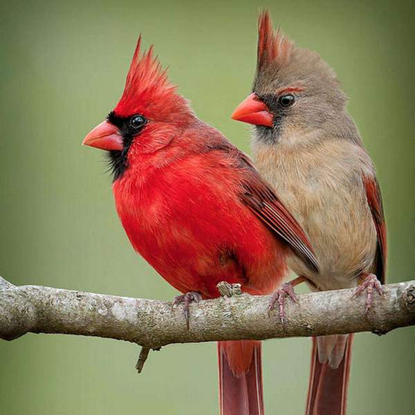 Oiseaux cardinaux