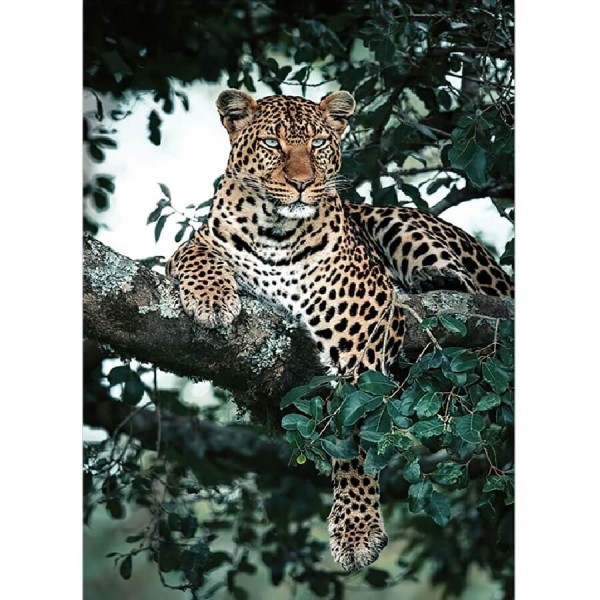 Léopard dans l'arbre