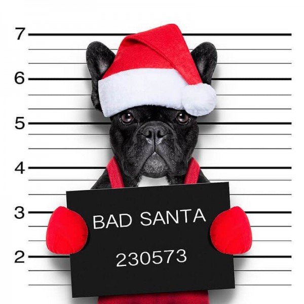 Mauvais bouledogue en père Noël