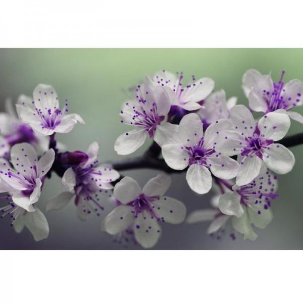 Fleurs blanches et violettes