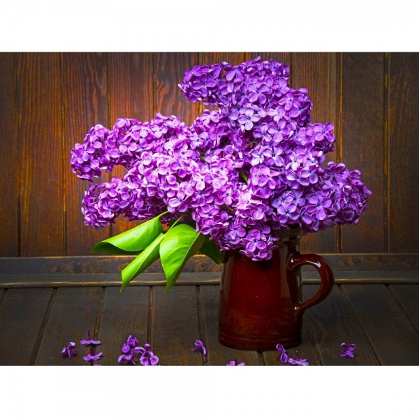 Lilas violets