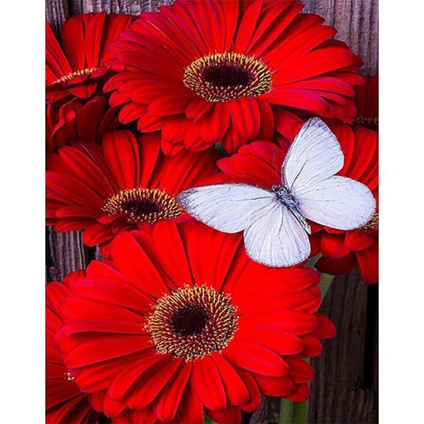 Fleurs de gerbera