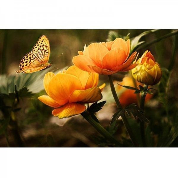 Fleurs oranges et papillon