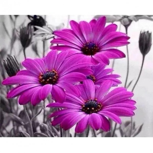 Fleurs violettes